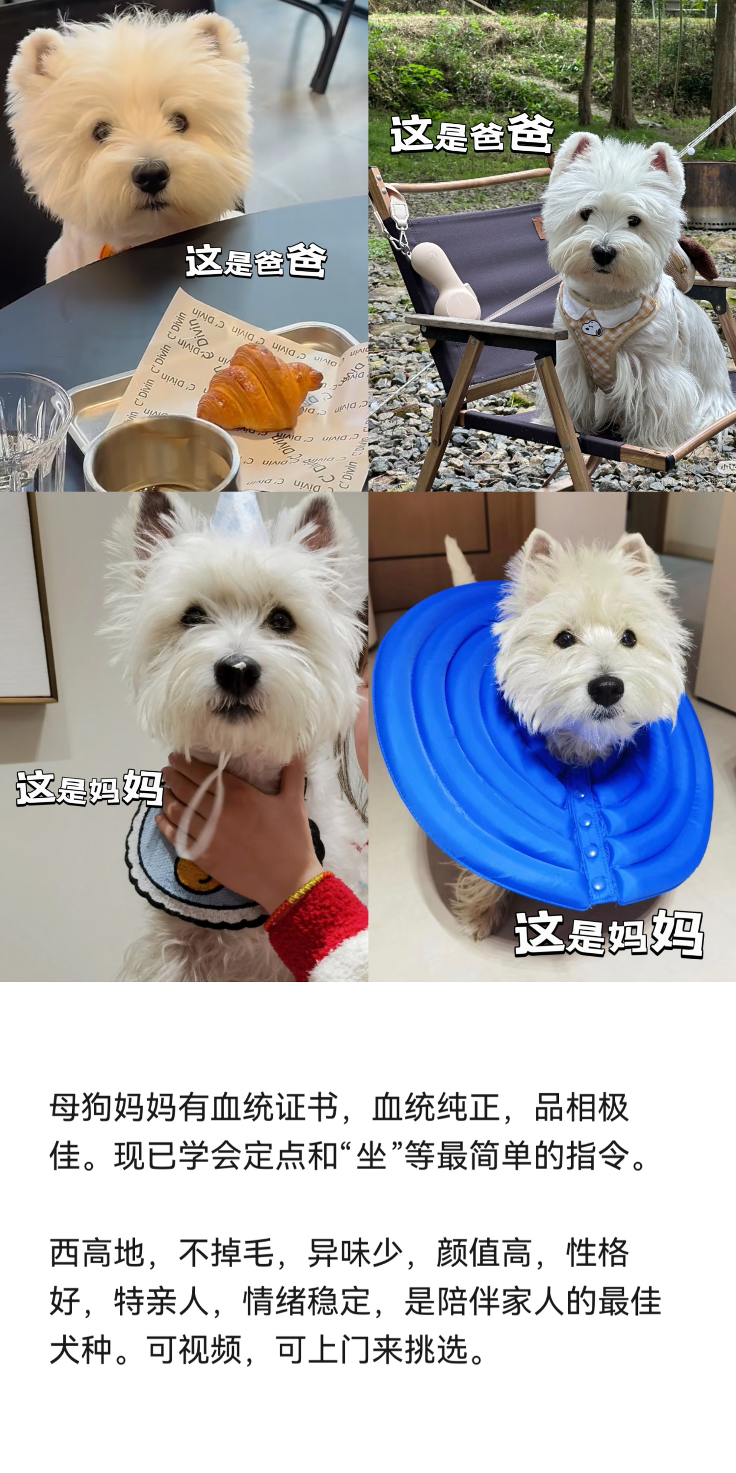 西高地白梗